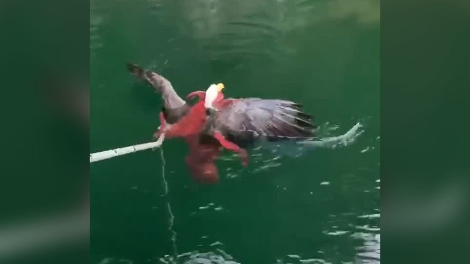 Octopus vs. bald eagle